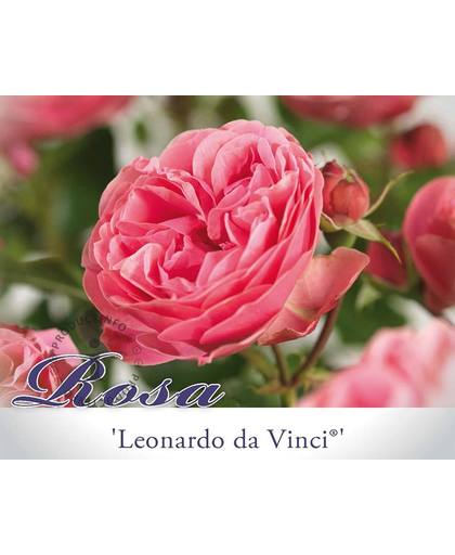 Rosa 'Leonardo da Vinci' - 060 cm stam