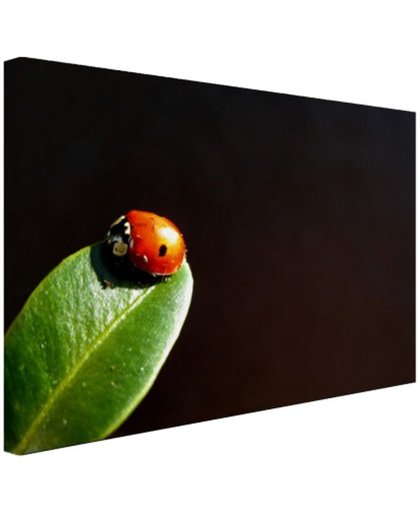 Lieveheersbeest blad zwarte achtergrond Canvas 80x60 cm - Foto print op Canvas schilderij (Wanddecoratie)