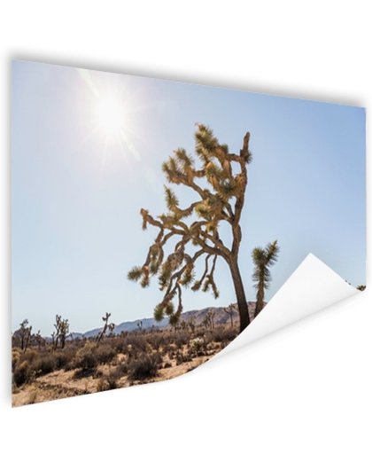 Woestijn met bomen Poster 90x60 cm - Foto print op Poster (wanddecoratie)