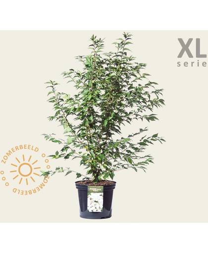 Prunus nipponica 'Brilljant' 80/100 - XL