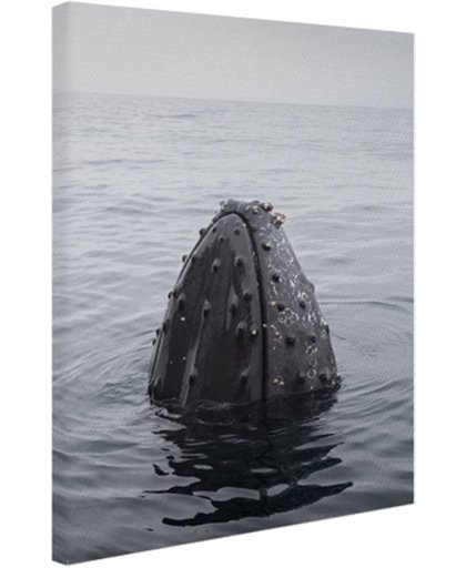 Snuit van een bultrug uit het water Canvas 40x60 cm - Foto print op Canvas schilderij (Wanddecoratie)