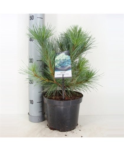 Pinus strobus 'Radiata'- Blue Shag; Totale hoogte 50cm incl. Ø 19cm pot | Blue Weymouth-den | Zeer winterhard | Na 10 jaar ± 100cm hoog