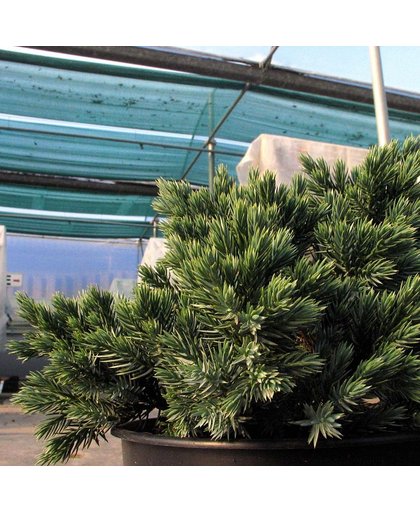 Conifeer - Juniperus squamata "Blue Star" - Blauw - Hoogte 20-25cm - Doorsnede pot 15cm