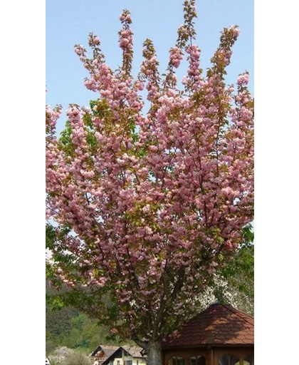 Prunus Serrulata 'Kanzan' - Sierkers - Stamomtrek 10-12 cm Hoogte 300 cm pot