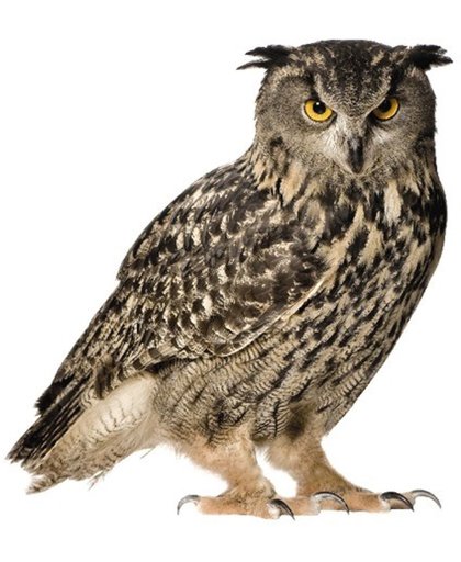 KEK Amsterdam Forest Friend: Owl - Muursticker - Multicolor