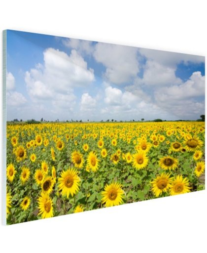 Zonnebloemen veld  Glas 90x60 cm - Foto print op Glas (Plexiglas wanddecoratie)