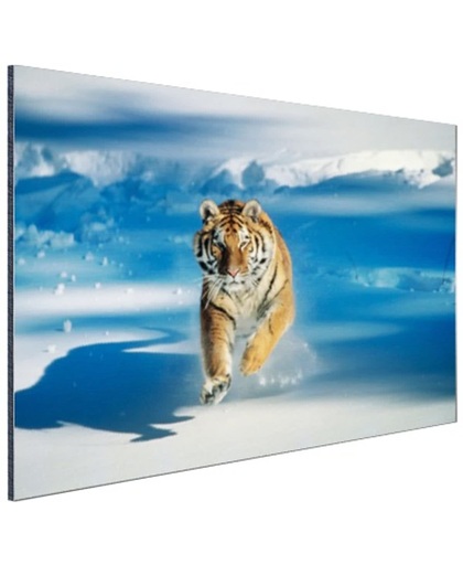 Siberische tijger in de aanval Aluminium 60x40 cm - Foto print op Aluminium (metaal wanddecoratie)