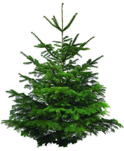 Echte kerstboom Nordmann Excellent 70-100cm