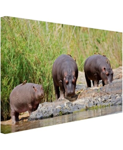 Nijlpaarden naast elkaar in Zuid-Afrika Canvas 120x80 cm - Foto print op Canvas schilderij (Wanddecoratie)