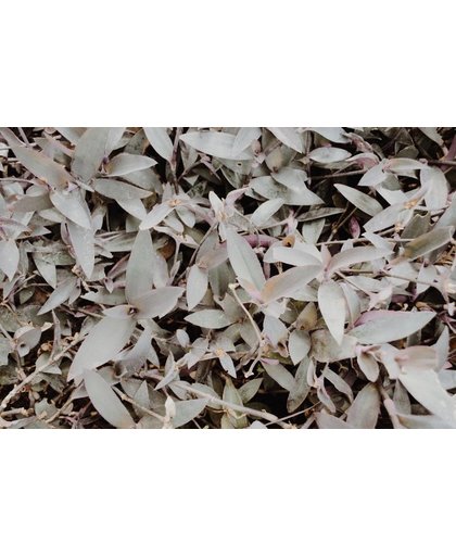 Bladeren Behang | Tapijt van grijze bladeren | 377 x 250 cm | Extra Sterk Vinyl Behang