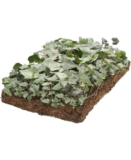 Covergreen kant-en-klare plantenmat Klimop (Hedera)