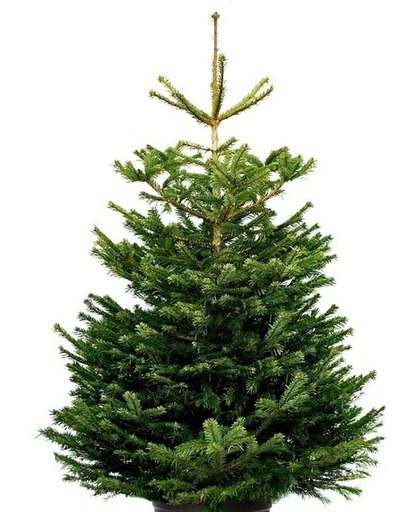 Echte kerstboom Nordmann Excellent 175-200cm