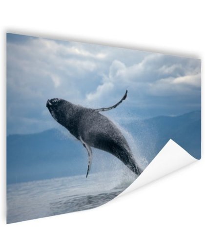 Uit het water springende walvis Poster 90x60 cm - Foto print op Poster (wanddecoratie)
