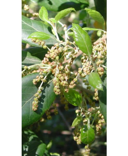 Quercus Suber - Kurkeik - Stamomtrek 10-12 cm Hoogte 300 cm pot