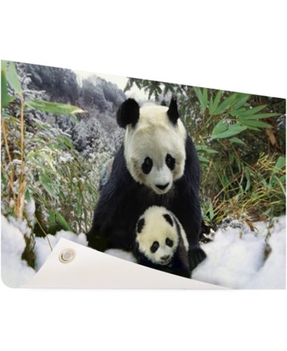 Moeder panda en welp in de winter Tuinposter 60x40 cm - Foto op Tuinposter (tuin decoratie)
