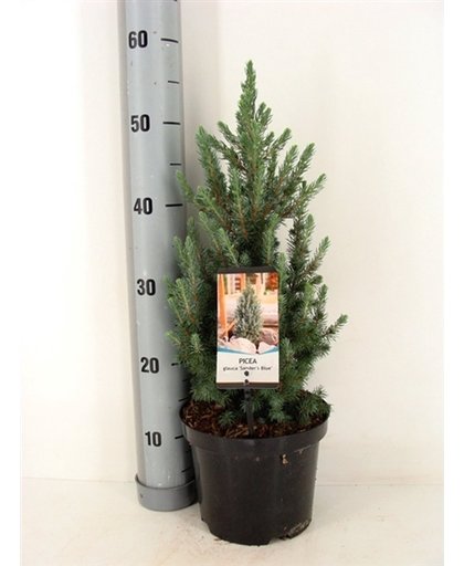Picea glauca Sander's Blue - Dwergpicea hoogte 50+cm incl. Ø19cm pot