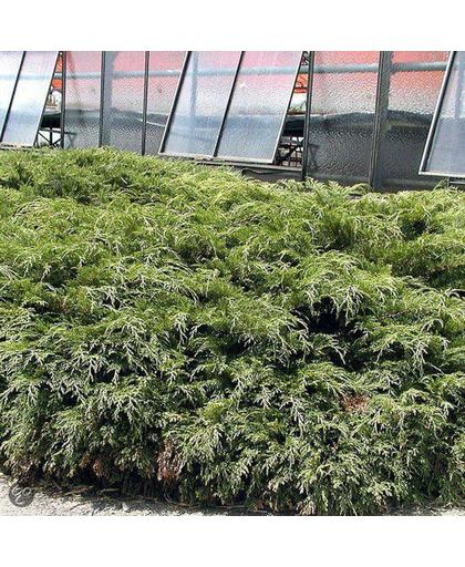 2 stuks - Conifeer - Juniperus communis "Repanda" - Groen - Hoogte 25-30cm - Doorsnede pot 15cm