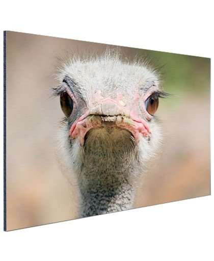 Struisvogel Portret van voren Aluminium 90x60 cm - Foto print op Aluminium (metaal wanddecoratie)