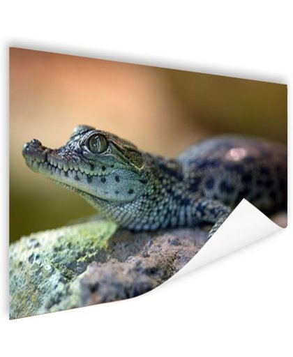 Baby krokodil Poster 90x60 cm - Foto print op Poster (wanddecoratie)