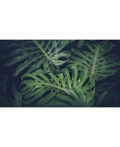 Bladeren Behang | Een bos varenbladeren | 445 x 250 cm | Extra Sterk Vinyl Behang