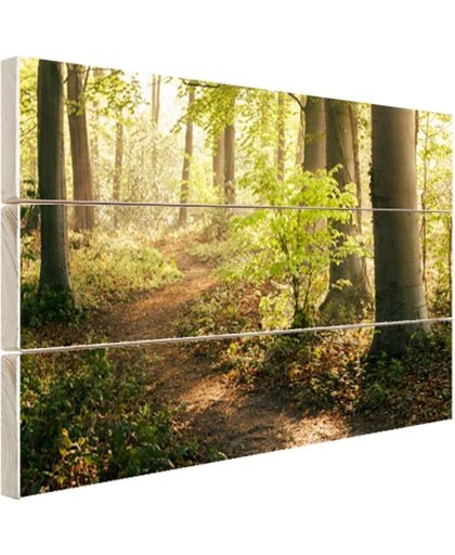 Een bospad verlicht door de zon Hout 120x80 cm - Foto print op Hout (Wanddecoratie)