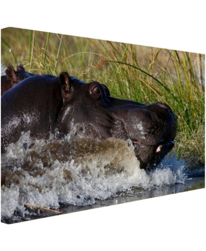 Nijlpaard richting het droge Canvas 120x80 cm - Foto print op Canvas schilderij (Wanddecoratie)