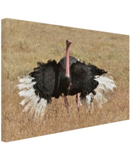 Struisvogel doet paringsdans Canvas 120x80 cm - Foto print op Canvas schilderij (Wanddecoratie)