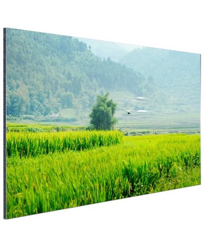 Rijstvelden in Azie foto Aluminium 90x60 cm - Foto print op Aluminium (metaal wanddecoratie)