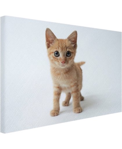 Klein rood katje Canvas 60x40 cm - Foto print op Canvas schilderij (Wanddecoratie)