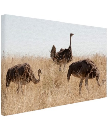 Struisvogels op een grasveld Canvas 30x20 cm - Foto print op Canvas schilderij (Wanddecoratie)