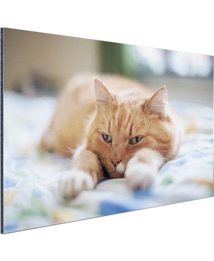 Kat ontspannen op bed Aluminium 60x40 cm - Foto print op Aluminium (metaal wanddecoratie)