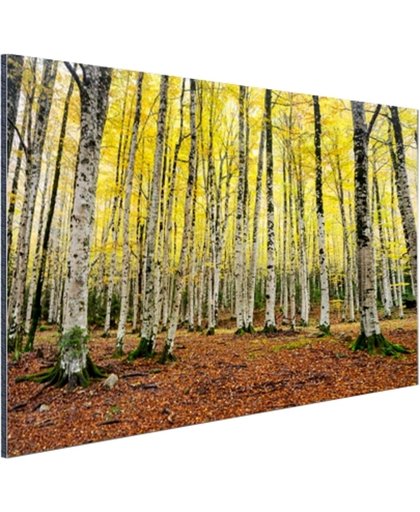 Gele bladeren in het bos in de herfst Aluminium 120x80 cm - Foto print op Aluminium (metaal wanddecoratie)