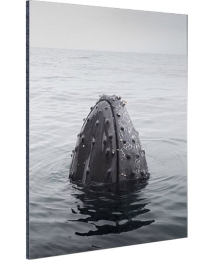 Snuit van een bultrug uit het water Aluminium 80x120 cm - Foto print op Aluminium (metaal wanddecoratie)