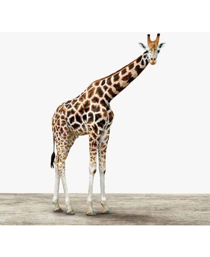Giraffe - Print op Vurenhout - 80x80 cm