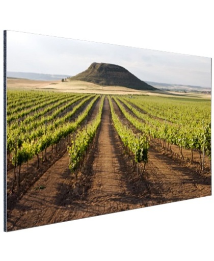Landelijke wijngaard fotoafdruk Aluminium 60x40 cm - Foto print op Aluminium (metaal wanddecoratie)