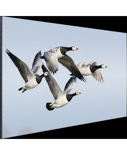 Vier ganzen in de lucht Aluminium 90x60 cm - Foto print op Aluminium (metaal wanddecoratie)