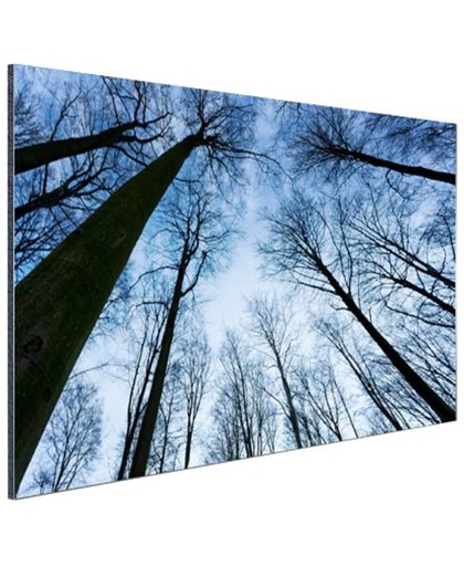 Beukenbos in de winter blauwe lucht Aluminium 120x80 cm - Foto print op Aluminium (metaal wanddecoratie)