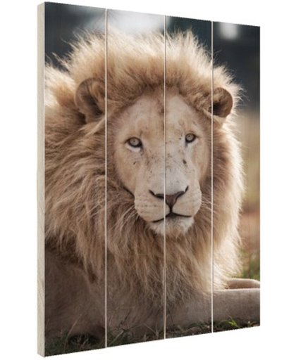 Witte Leeuw  Hout 60x80 cm - Foto print op Hout (Wanddecoratie)