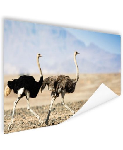 Twee rennende struisvogels Poster 90x60 cm - Foto print op Poster (wanddecoratie)