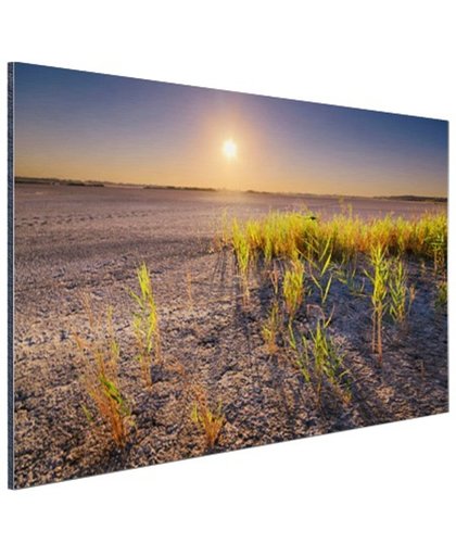 Droge woestijn met plantjes  Aluminium 90x60 cm - Foto print op Aluminium (metaal wanddecoratie)