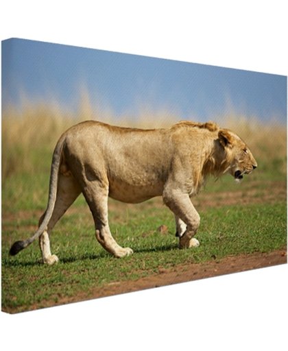 Jonge wilde mannelijke leeuw Canvas 60x40 cm - Foto print op Canvas schilderij (Wanddecoratie)