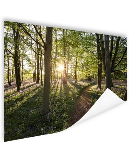 Een bospad op een zonnige dag Poster 120x80 cm - Foto print op Poster (wanddecoratie)