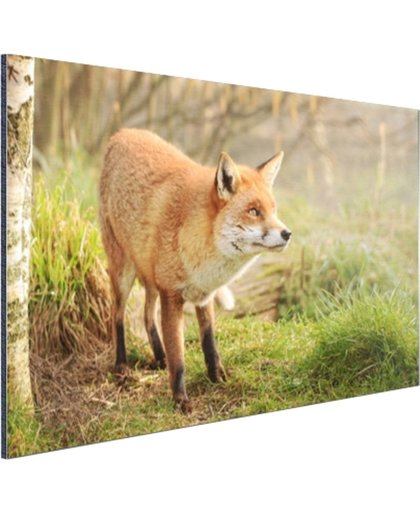 Nieuwsgierige vos Aluminium 60x40 cm - Foto print op Aluminium (metaal wanddecoratie)
