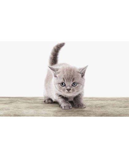 Kitten - Afgedrukt op Poster - 60x60 cm