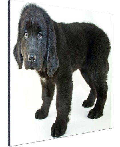 Schattige zwarte puppy Aluminium 60x40 cm - Foto print op Aluminium (metaal wanddecoratie)