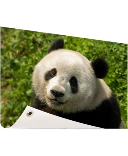 Nieuwsgierige panda Tuinposter 60x40 cm - Foto op Tuinposter (tuin decoratie)