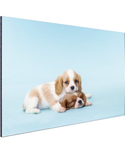 Twee slaperige pups Aluminium 90x60 cm - Foto print op Aluminium (metaal wanddecoratie)