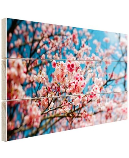 Kersenbloesem met blauwe lucht Hout 30x20 cm - Foto print op Hout (Wanddecoratie)