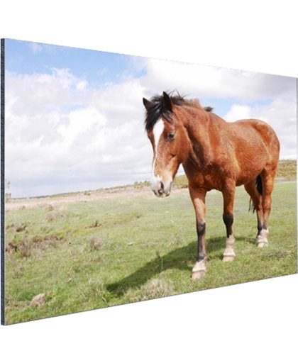 Paard staat in gras Aluminium 120x80 cm - Foto print op Aluminium (metaal wanddecoratie)