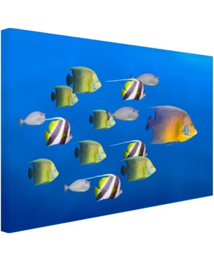 Grote vis leider van tropische vissen Canvas 80x60 cm - Foto print op Canvas schilderij (Wanddecoratie)
